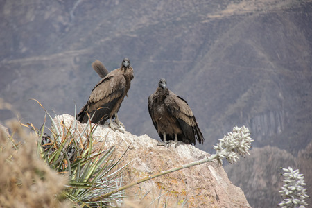 Pair of condors in Peruの写真素材