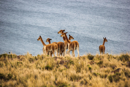 Herd of vicunas near Lake Titicacaの写真素材