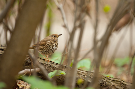 Small bird on forest ground in winter