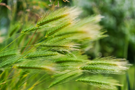 Closeup of wheat weaving in windの写真素材