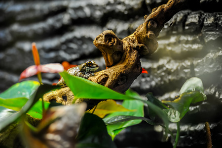 Exotic frog on branch with green leaves and flowers