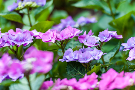 Pink and purple flowers