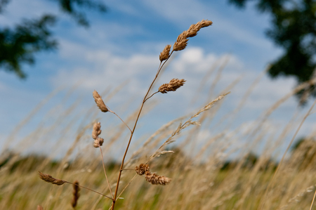 Wheat isolated on blue skyの写真素材