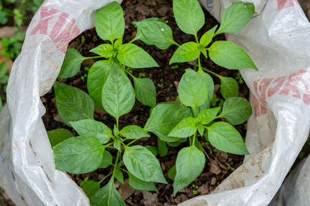 Small chili plants inside a biodegradable bag. Growing paprika plants. Top view of chili pepper plants still without fruit. Farming. Plantation. Leaves. Outdoor. Spicy. Organic. Food. Natural.の写真素材