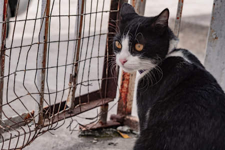 Cat with black and white fur, stray male cat in front of a rusty metal door, homeless feline. Two-tone tuxedo catの写真素材