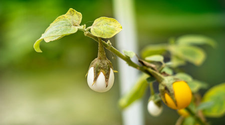 Easter Golden Egg Tree Plant Solanum ovigerum Ornamental Eggplant in Home and Garden, Yard, Garden and Outdoor Living, Flowers, Trees and Plants. Botanical. Exotic. Tropical. Floral. Layer.の写真素材