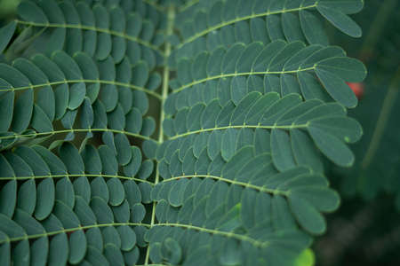 Green leaves background, Natural pattern conceptの写真素材