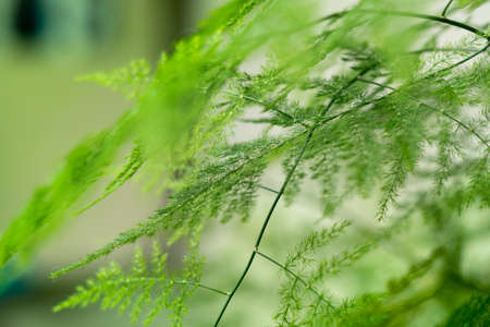Nature of green leaf in garden at summer. Natural green leaves plants using as spring background cover page environment ecology or greenery wallpaperの写真素材