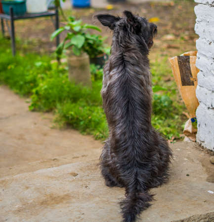 Photograph of a black fur dog seen from behind, a dog's back. Full body of a dog seen from behindの写真素材