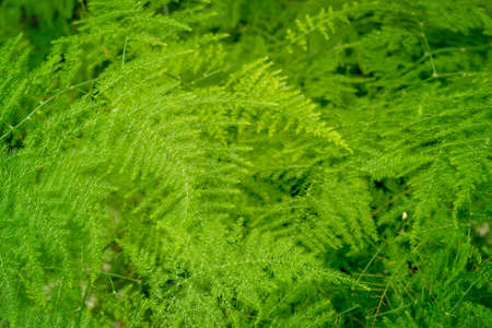 Nature of green leaf in garden at summer. Natural green leaves plants using as spring background cover page environment ecology or greenery wallpaperの写真素材