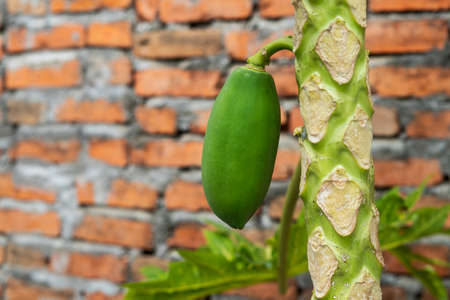 Papaya Tree with Green Papayaの写真素材