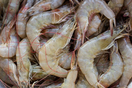 White shrimps or Litopenaeus vannamei at market in close up view.Fresh prawn have high protein and delicious taste for every seafood menu. Homemade food concept.の写真素材
