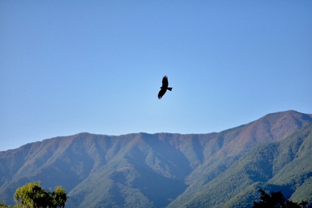 An eagle in the skyの写真素材