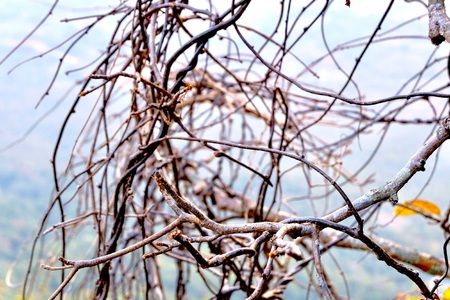 Branching of the treeの写真素材