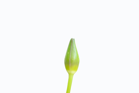 Lotus on white backgroundの写真素材