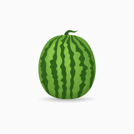 Whole watermelon isolated on white background. Vector illustration.のイラスト素材