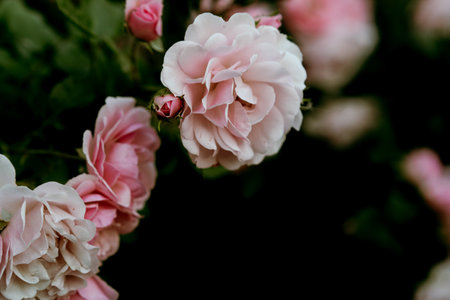 Beautiful pink wild roses wallpaperの写真素材