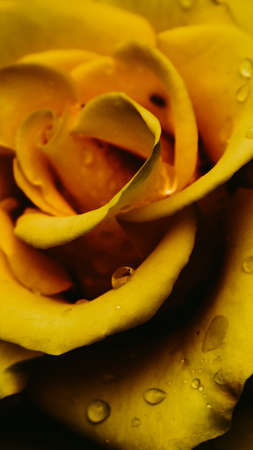 Yellow rose in the rain screensaver for iPhoneの写真素材