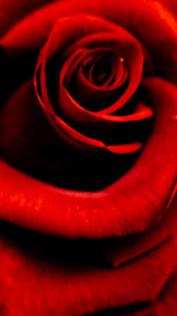 Red rose screensaver for iphoneの写真素材