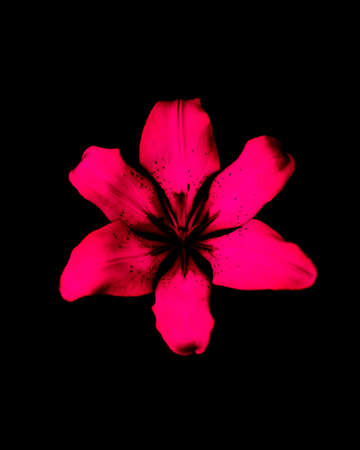 Unnaturally bright pink lily on a dark backgroundの写真素材