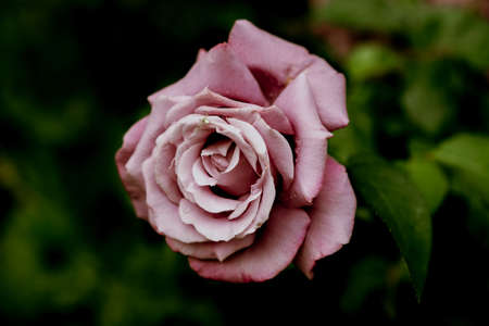 Spider on a pink roseの写真素材