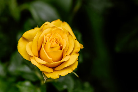 Yellow rose in the gardenの写真素材