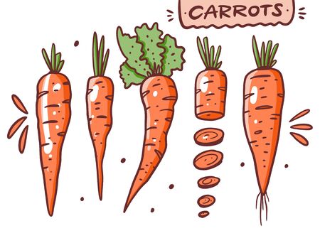 Different Carrots set. Hand draw vector illustration. Cartoon style.のイラスト素材
