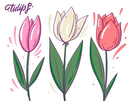 White and pink tulips. Hand drawn vector illustration. Cartoon style with outline. Isolated on white background.のイラスト素材
