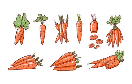 Different carrots set. Flat vector illustration. Cartoon style. Isolated on white background. Design for banner, poster and print.のイラスト素材