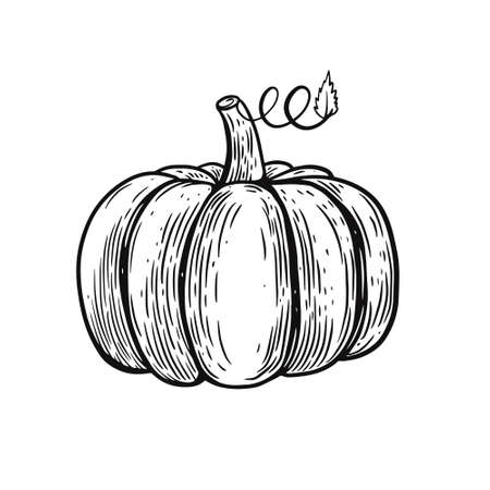 Hand drawn pumpkin. Engraving style. Vector illustration.のイラスト素材