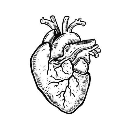 Heart engraving style. Human anatomy. Black color outline cartoon vector illustration.のイラスト素材