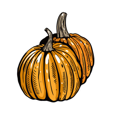 Pumpkin outline style. Cartoon colorful vector illustration.
