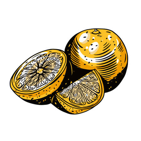 Fresh orange engraving style. Hand drawn colorful vector illustration.のイラスト素材