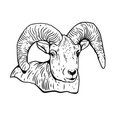 Ram with horns. Realistic engraving style. Black color vintage style. Vector illustration.のイラスト素材