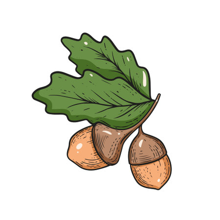 Acorn hand drawn colorful cartoon style vector art illustration.のイラスト素材