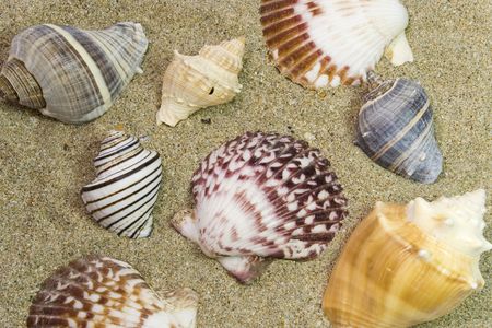 various shells over brown sand from seaの写真素材