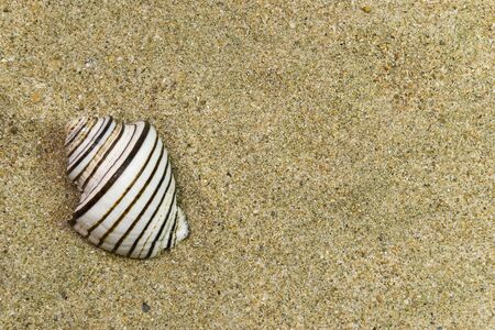 one white striped shell over sea sand