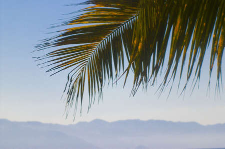 one palm in vallarta hotel with sea  の写真素材