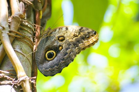 butterfly owl in tree, like owl faceの写真素材