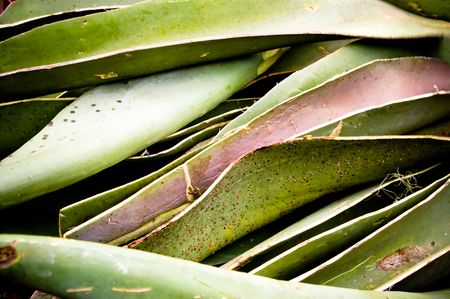 maguey(mexican plant) texture in green colorsの写真素材