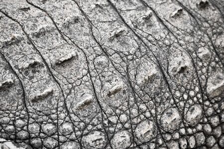 crocodile textureの写真素材