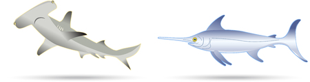 isolated sword fish and hammer sharkのイラスト素材