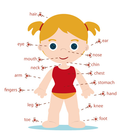 girl body parts chart for schoolのイラスト素材