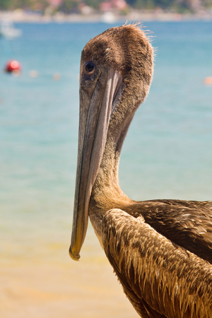 Beach pelican in mexican shoreの写真素材