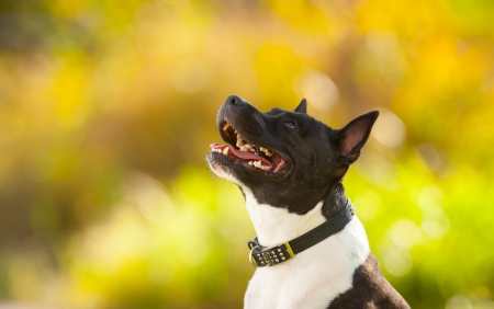 English Staffordshire outdoors portrait. The dog is looking up in front of a blurred autumn yellow nature background. の写真素材
