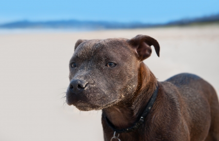 Portrait of Brown English Staffordshire Terrier on Beach の写真素材