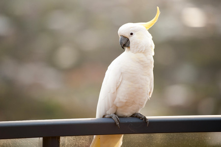 White Lorikeet bird standing on a bar isolatedの写真素材