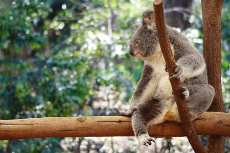 Koalaの写真素材