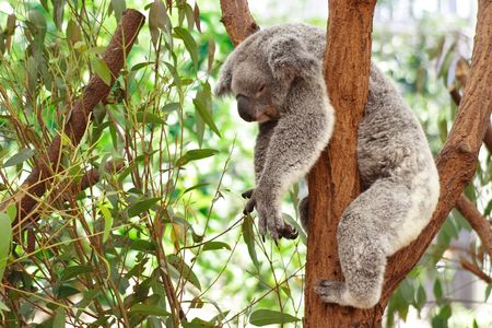 Koalaの写真素材