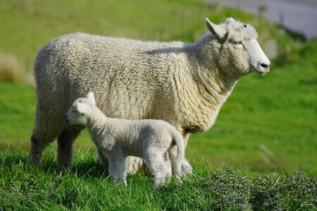 Sheep And Grassland